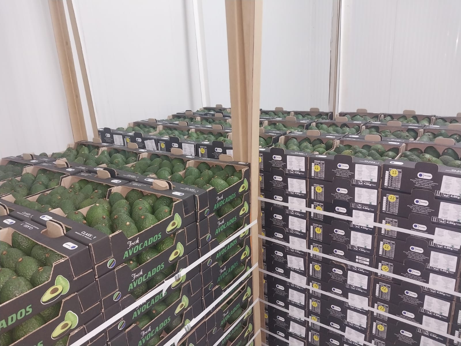 Global Hass avocado market showing bulk export crates at packaging facility with trade data and market growth