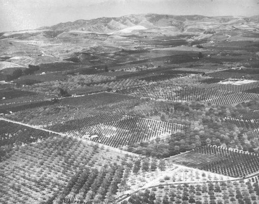 Aerial view of La Habra Heights avocado grove showing rows of Fuerte avocado trees with the location where the original Hass mother tree stood