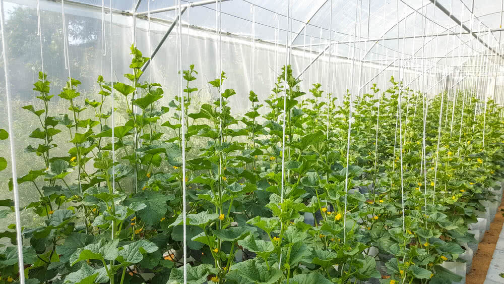 Agricultural field showing climbing legume cultivation with trellis support systems