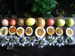 All five passion fruit varieties grown in Kenya displayed together showing size, color, and shape differences for identification