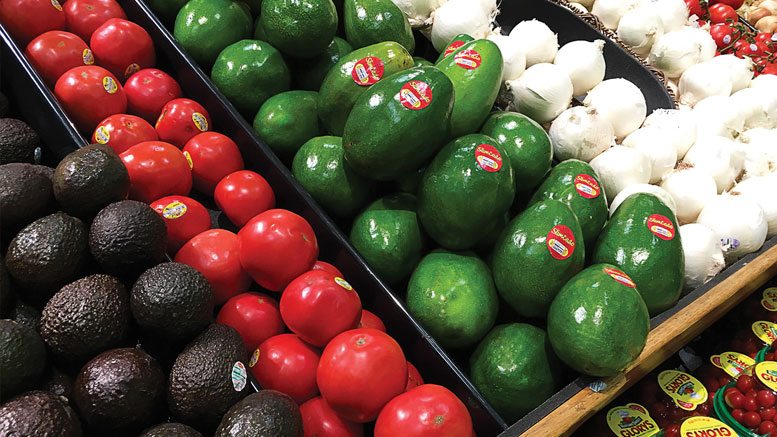 Hass avocado dark pebbly skin versus green skin Fuerte avocado variety comparison Indian market pricing difference