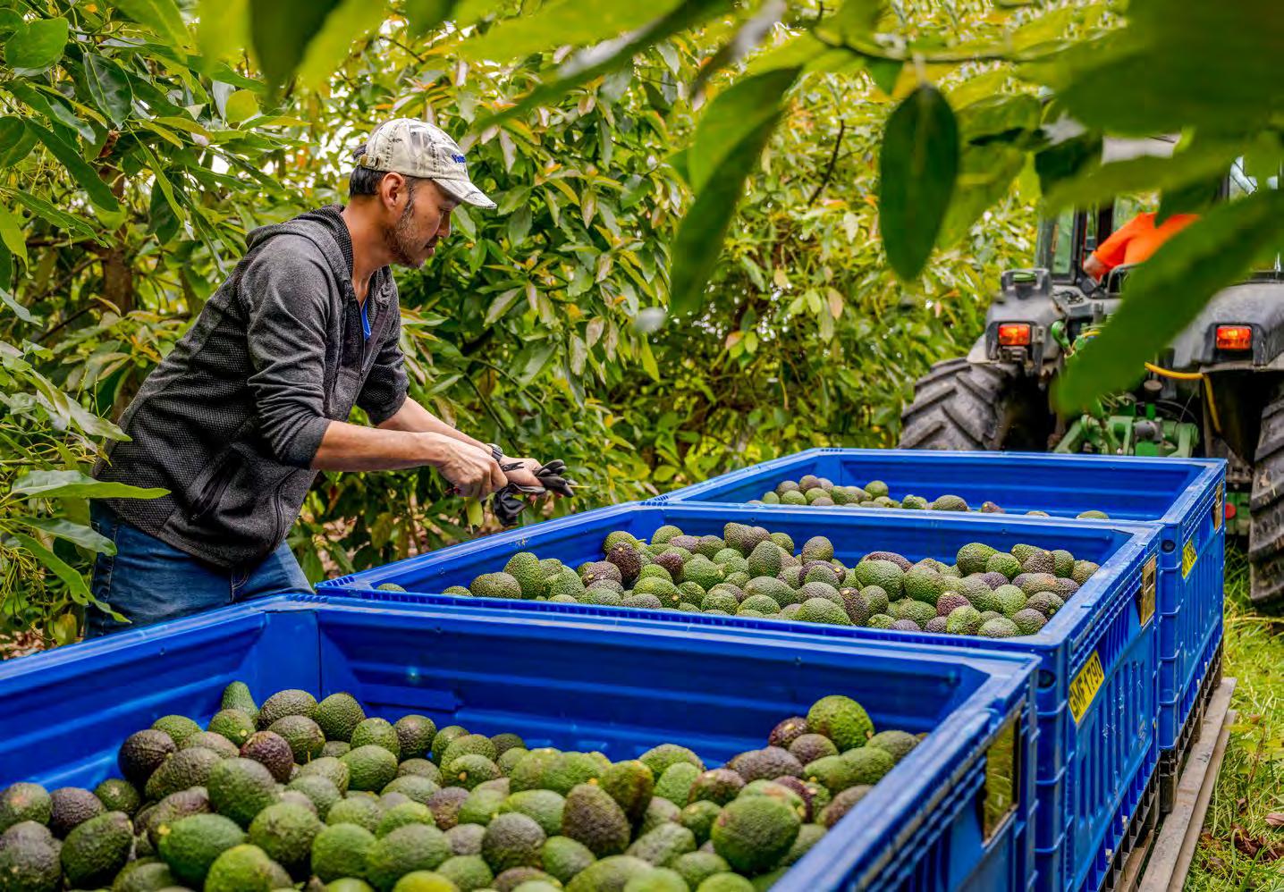 Avocado harvest Mexican orchards
