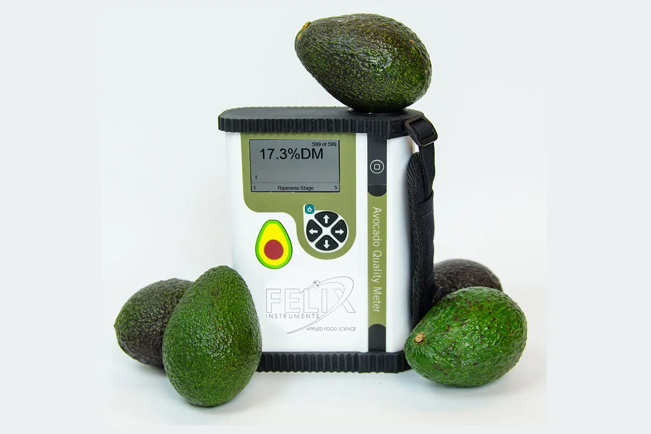 Avocado quality grading inspection process showing Class I premium fruit size calibration dry matter testing European standards