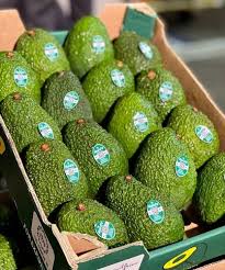 Avocado ripeness quality pricing Mumbai