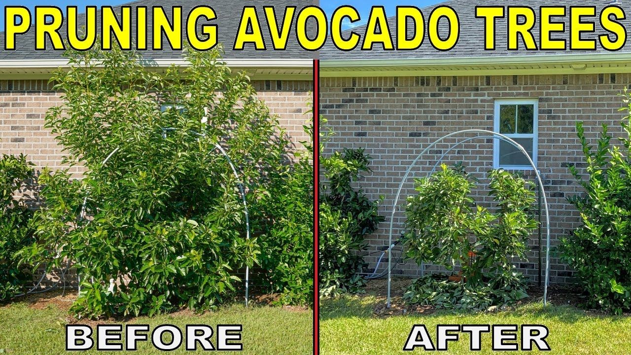 Avocado tree pruning before and after comparison showing improved structure and bushier growth