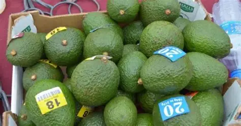 Premium avocados in Kuwait market