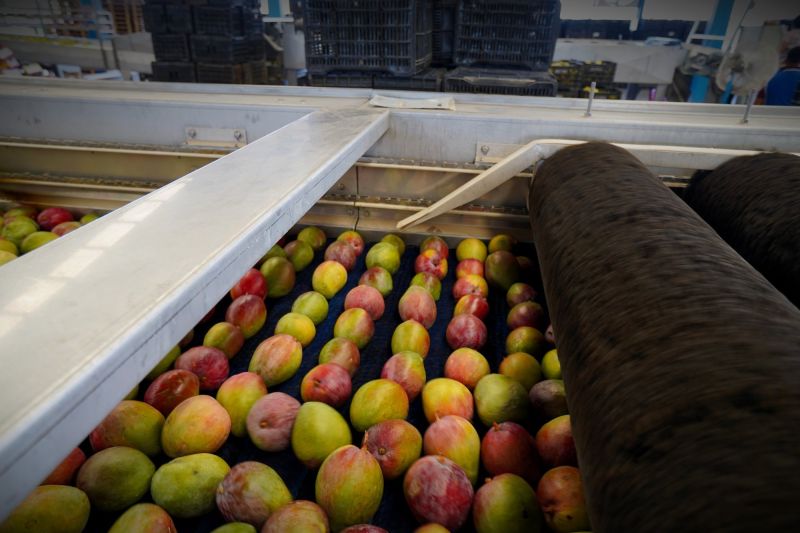 Brazilian mango packing facility automated sorting line weight grading optical inspection export quality control Kent Keitt processing