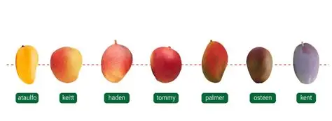 Brazilian mango varieties comparison Kent Keitt Tommy Atkins Palmer fruit characteristics harvest timing quality grading commercial display