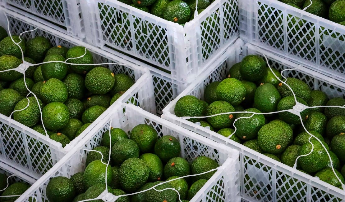 Bulk avocado wholesale supply in crates showing export quality produce ready for international markets including Nepal
