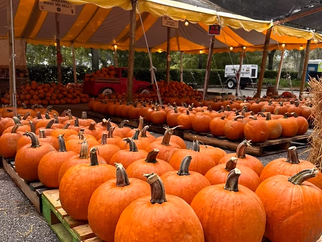 Bulk pumpkin storage and wholesale distribution showing cost advantages