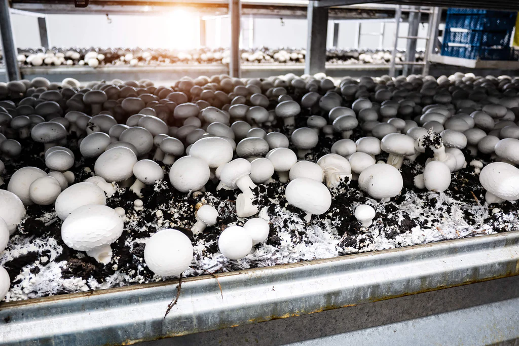 Commercial mushroom cultivation facility showing fresh wholesale mushrooms ready for market with bulk purchasing options