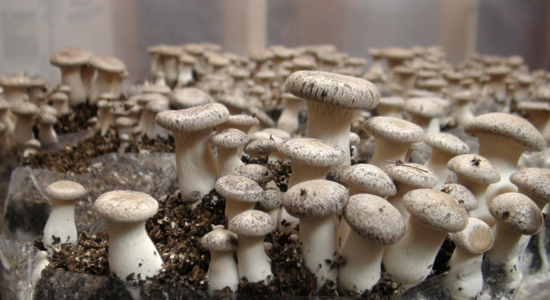 Commercial mushroom production in Kenya showing fresh harvested oyster and button mushrooms packaged for wholesale market supply