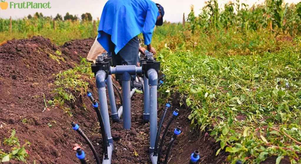 Complete drip irrigation system installed on Kenyan vegetable farm showing main pipes sub-main lines drip tape with emitters water tank and filter demonstrating efficient precision agriculture water-saving technology for smallholder farmers
