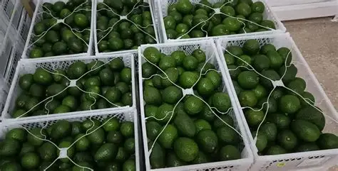 Different avocado varieties Kuwait market