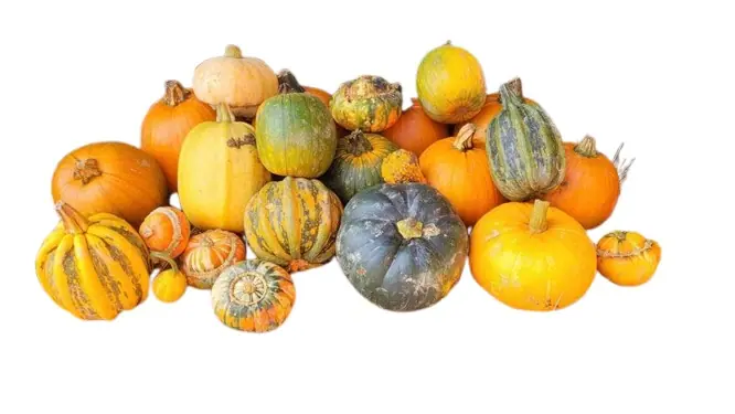 Different pumpkin varieties at wholesale market showing price differences