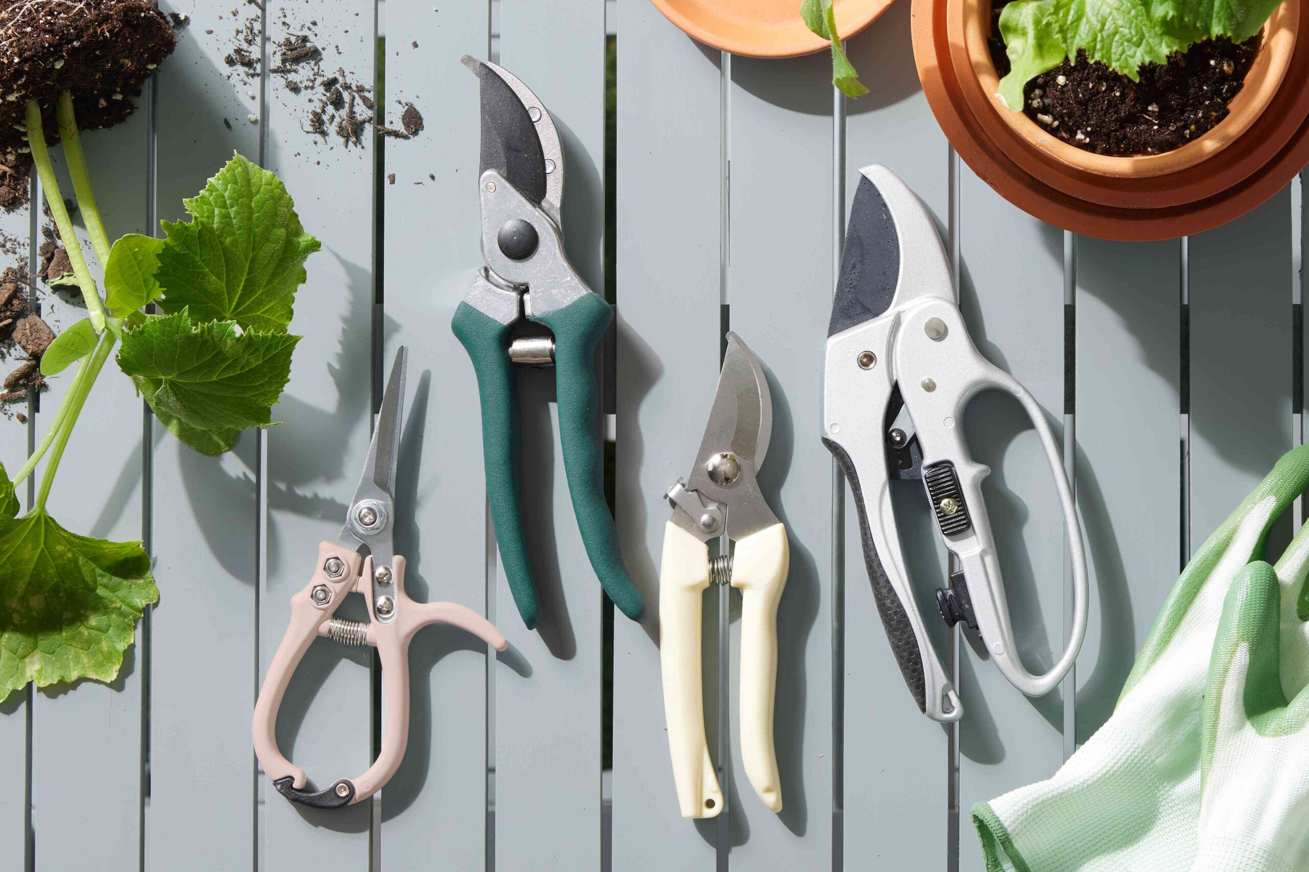 Essential avocado tree pruning tools including bypass pruners loppers and pruning saw with sanitizing supplies