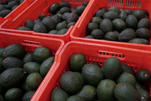 Fresh Hass avocados Mexican production