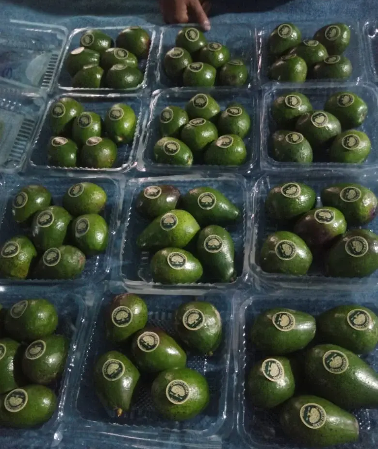 Fresh Hass avocados Pakistan online grocery delivery