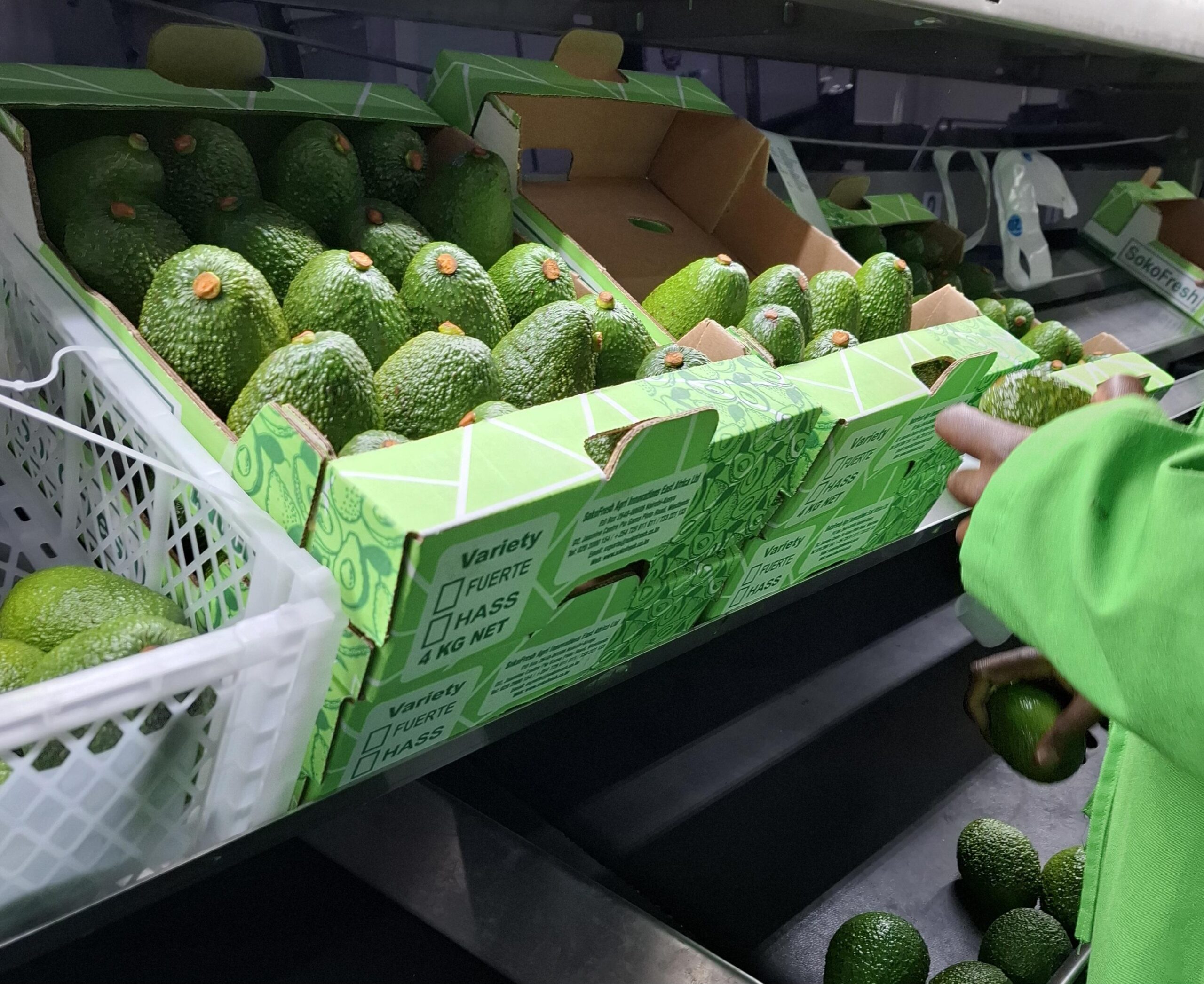 Fresh Hass avocados UAE retail display