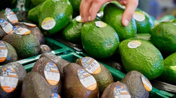 Fresh Hass avocados in German supermarket showing price variations