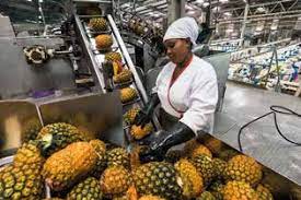 Fresh Kenya pineapple export packing facility
