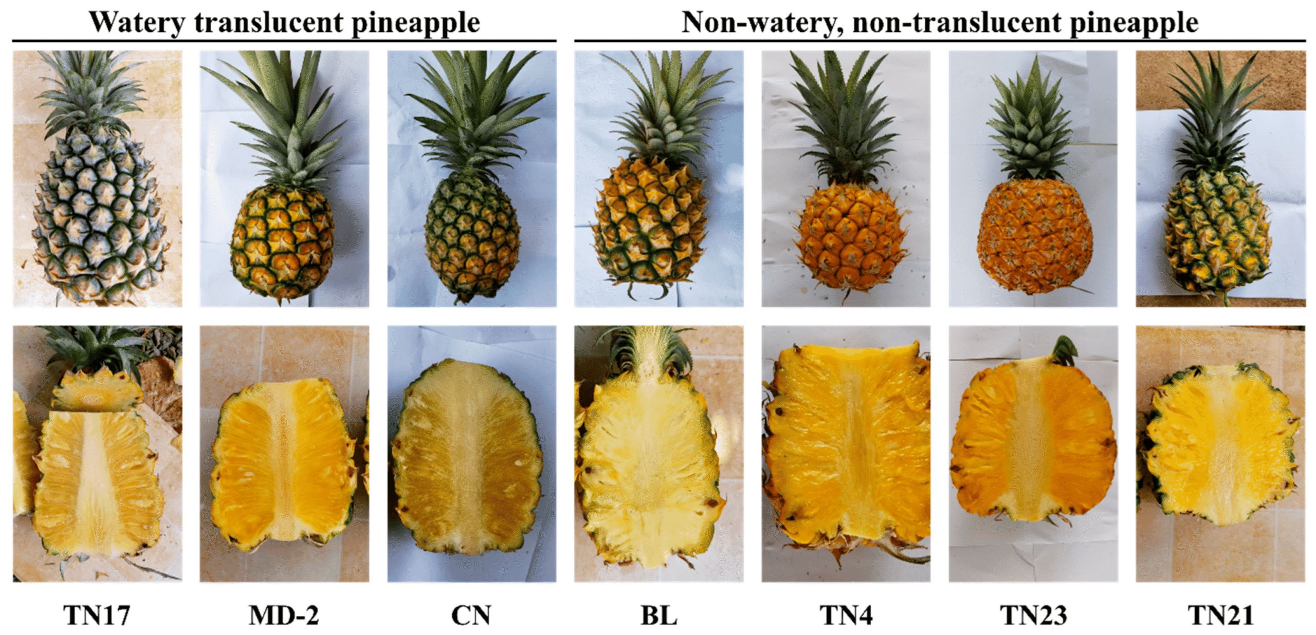 Fresh Kenya pineapples commercial varieties harvest