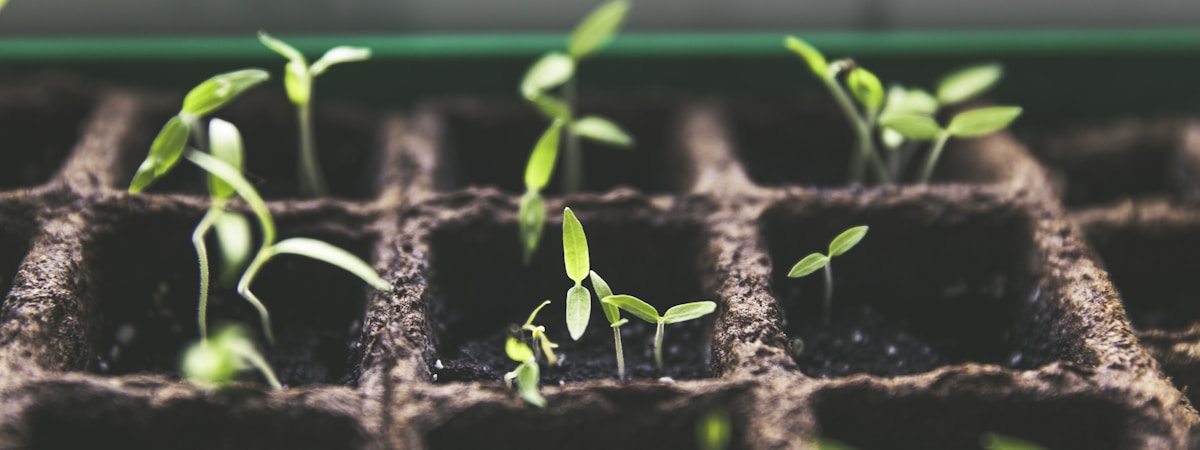 Fresh culinary and medicinal herbs growing in Kenya