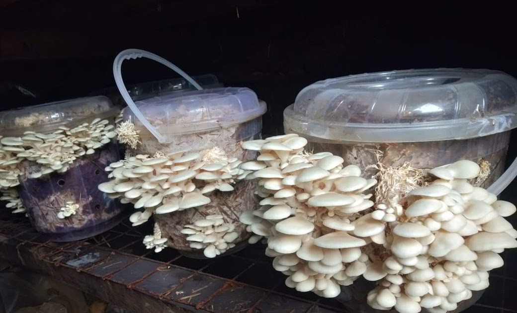Fresh oyster and button mushrooms displayed at a Kenyan market showing harvest quality and commercial presentation for local and export sales
