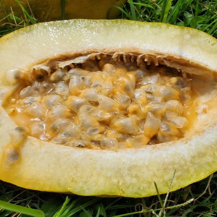 Giant passion fruit granadilla showing massive size up to 30cm length, largest passion fruit variety grown in Kenya for ornamental use