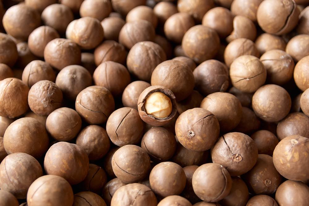 Premium macadamia nuts quality
