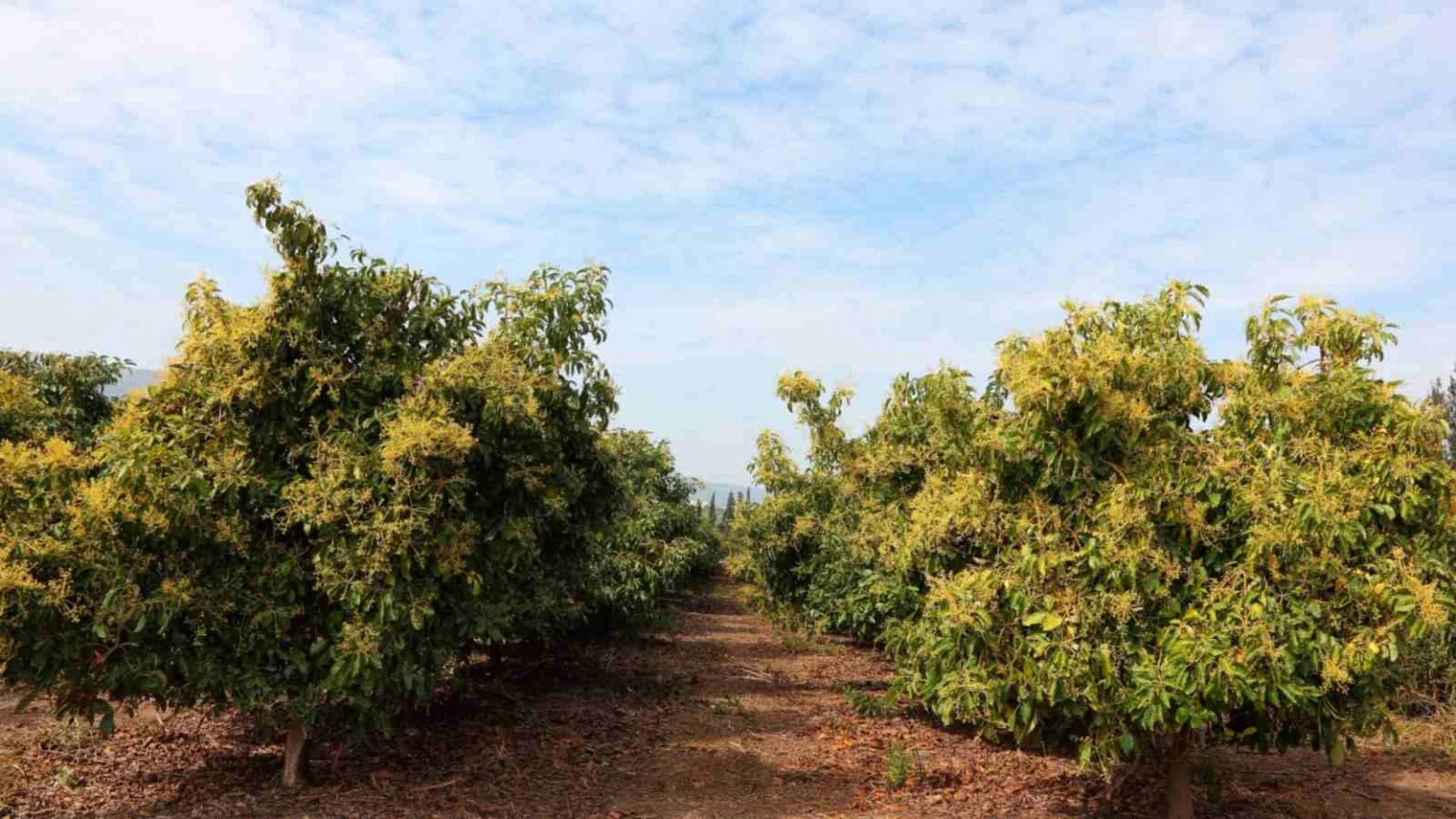 Healthy well-maintained mature avocado tree showing optimal structure from proper pruning practices