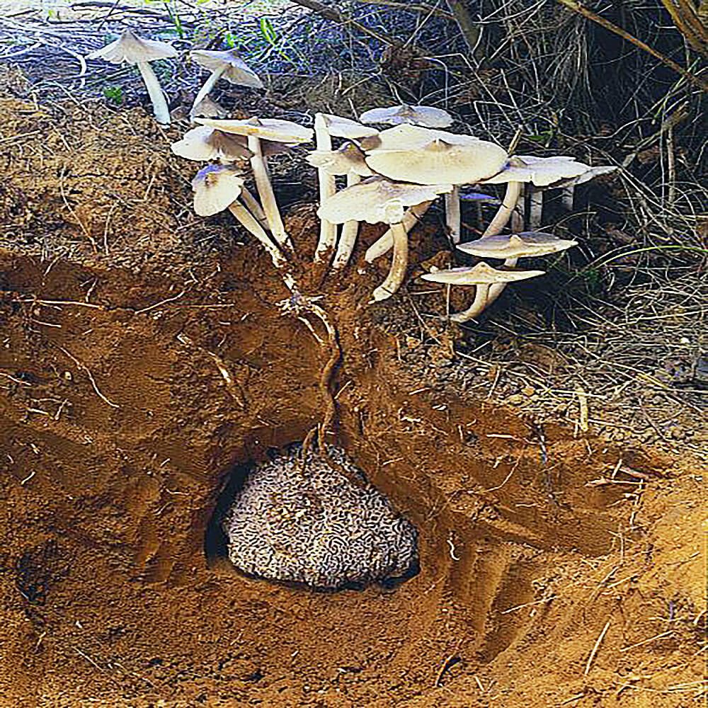 Indigenous edible mushrooms Kenya termitomyces species growing wild near termite mounds in Western Kenya