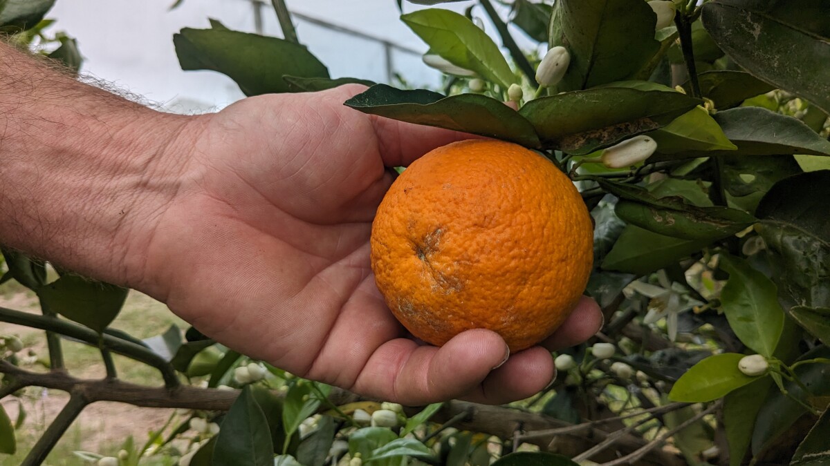 Jamaican citrus researcher examining orange tree for disease symptoms in experimental plot testing disease-resistant rootstock and variety combinations