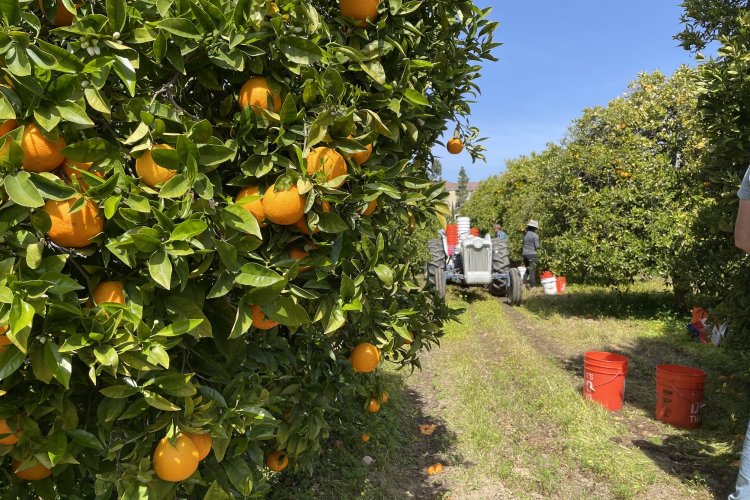 Jamaican orange harvest operation showing workers picking ripe Valencia oranges into field boxes for processing and fresh market distribution