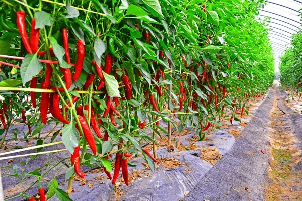 Kenya chilli farming operations showing harvest picking sorting grading farmers field cultivation commercial production quality control processes