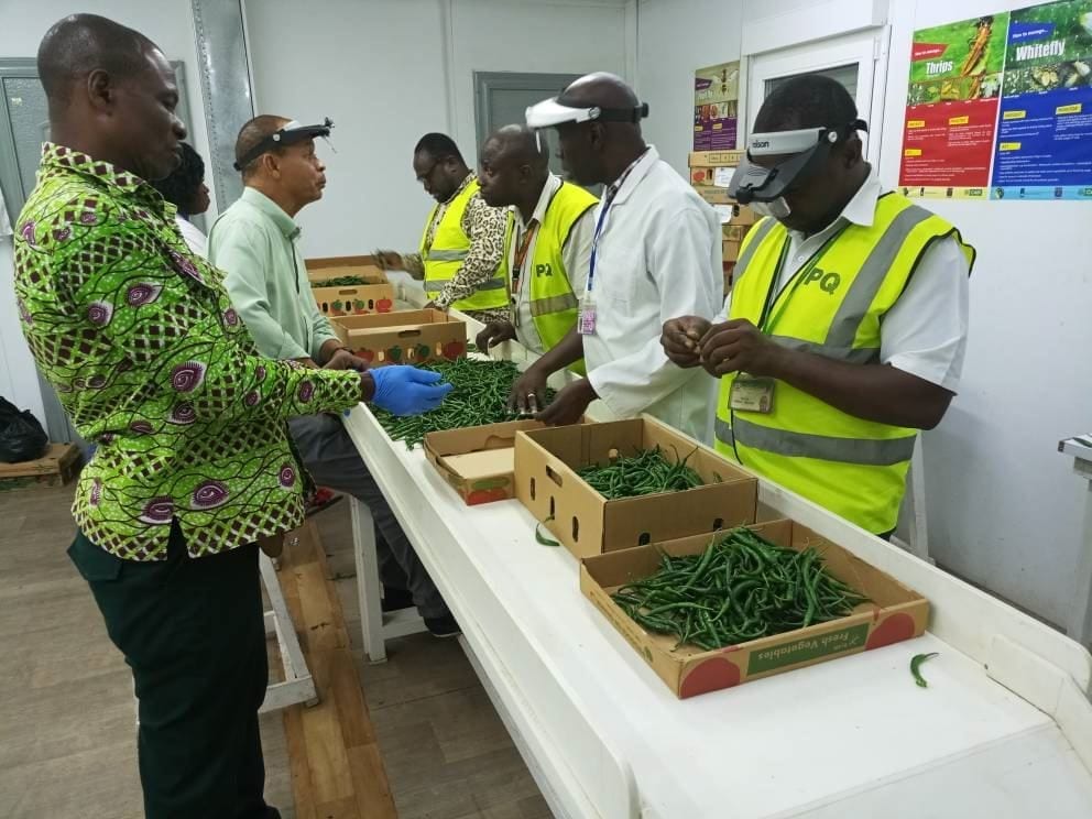 Kenya chilli quality grading sorting operations workers inspecting fresh peppers export standards certification compliance commercial packing facility
