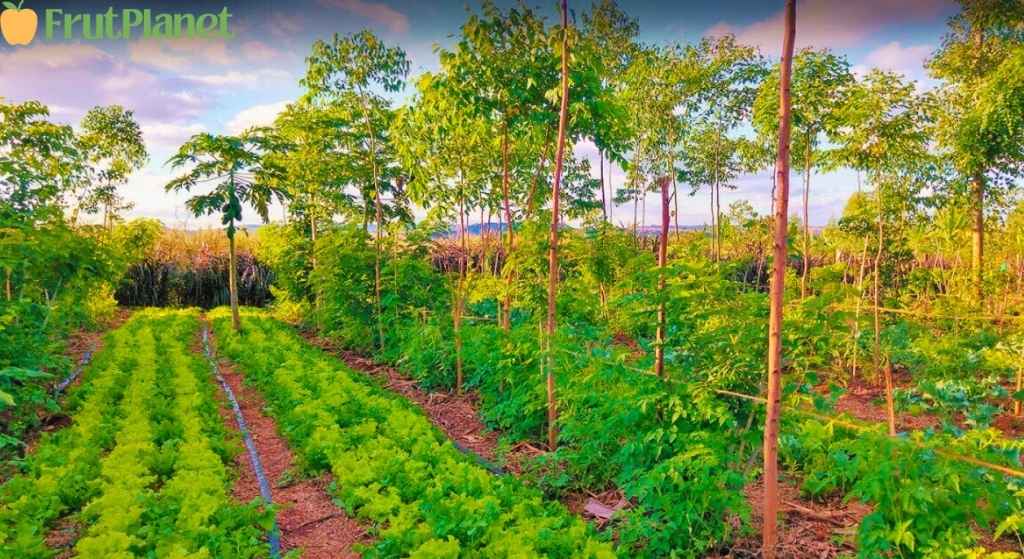 Agroforestry landscape restoration Kenya showing integrated farming system with fruit trees native species crops demonstrating FrutPlanet climate mitigation carbon sequestration biodiversity conservation sustainable land management environmental impact