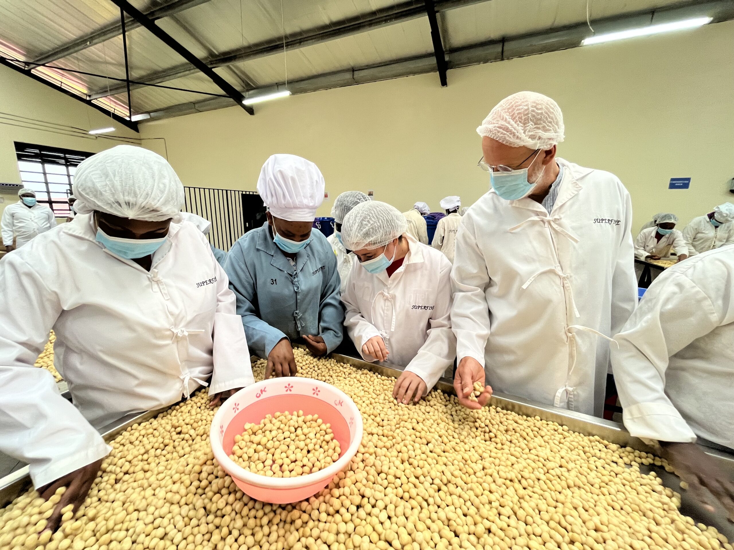 Kenyan farmers receiving professional training on quality macadamia harvesting techniques proper timing methods handling procedures and storage best practices from FrutPlanet agricultural experts to ensure premium kernel quality and sustainable farming throughout supply chain