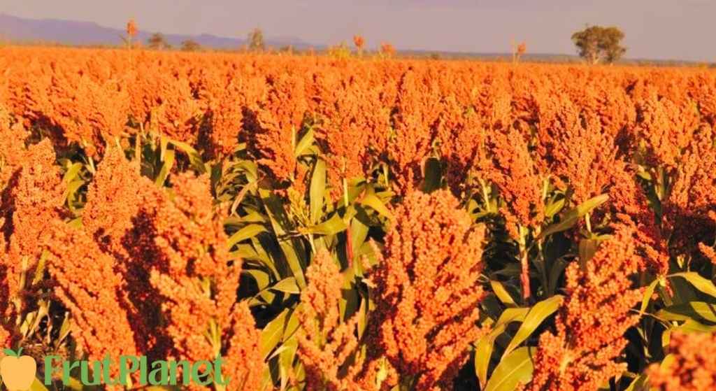Drought-resistant sorghum and millet crops thriving in Kenyan semi-arid farmland showing climate-smart smallholder agriculture adaptation with traditional resilient grain varieties requiring minimal water demonstrating successful sustainable farming