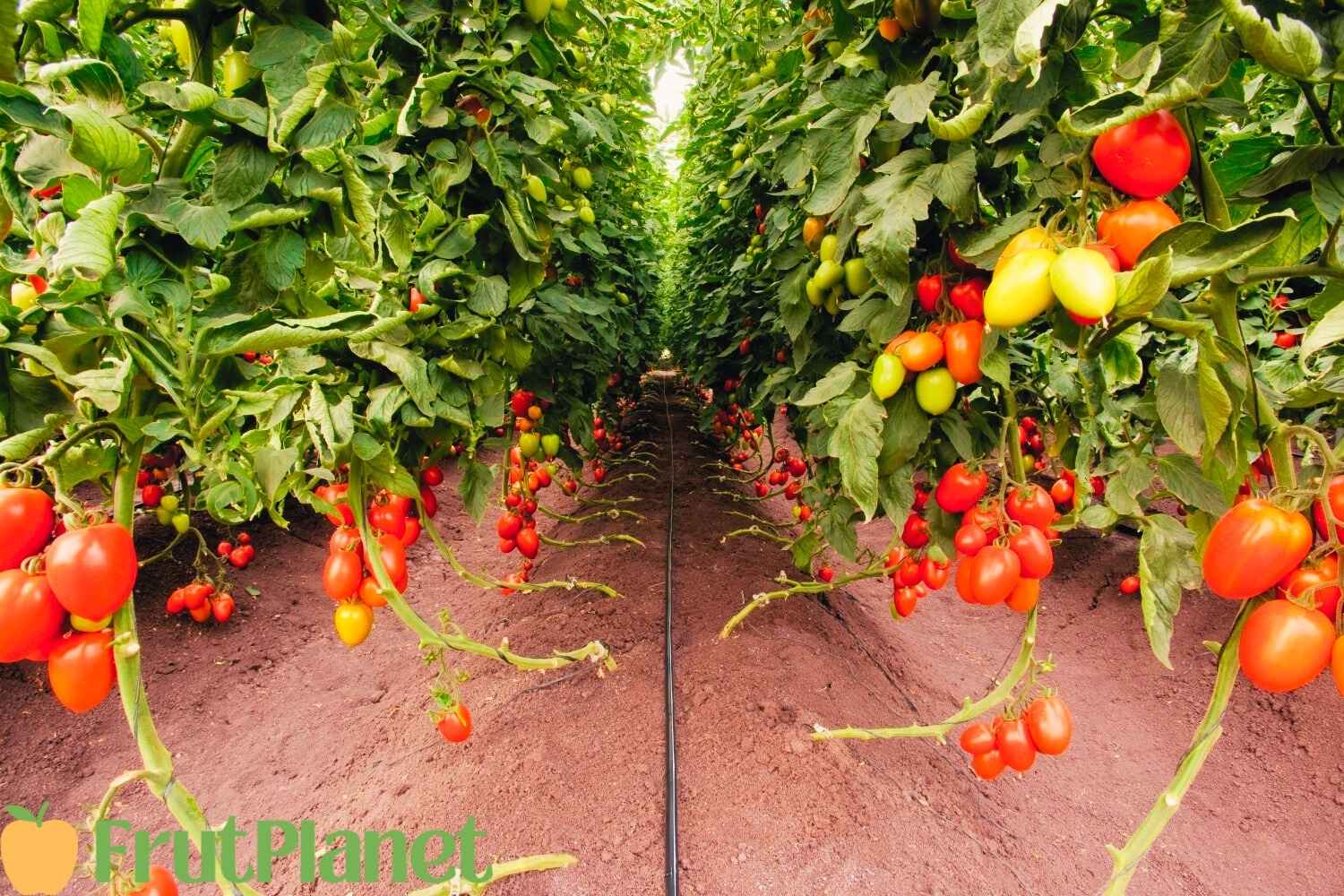Kenyan smallholder farmer tending thriving tomato vegetables under drip irrigation system with healthy green plants uniform growth efficient water delivery showing successful climate-smart agriculture precision farming technology adoption increasing yields reducing water waste