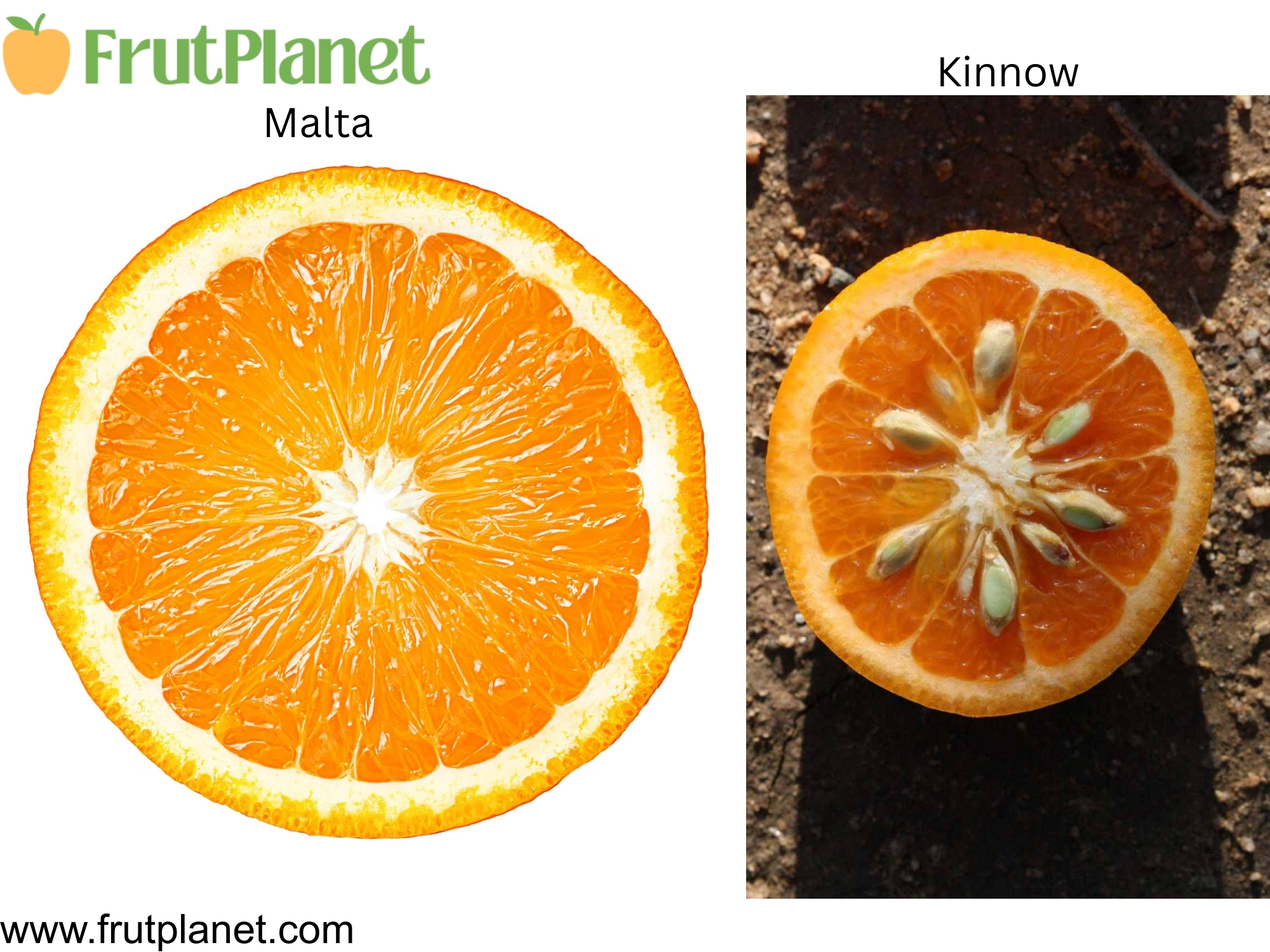 Malta and Kinnow internal cross section comparison showing segment structure juice vesicles seed distribution flesh color internal characteristics