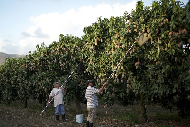 Mango harvest operations in Ecuador coastal region