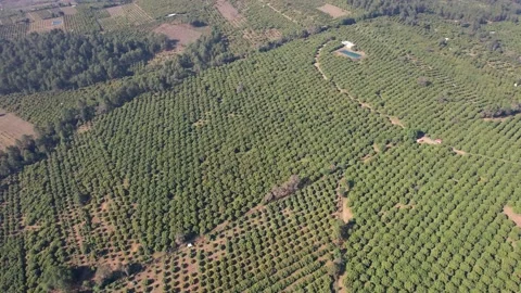 Mexican avocado orchards Michoacán