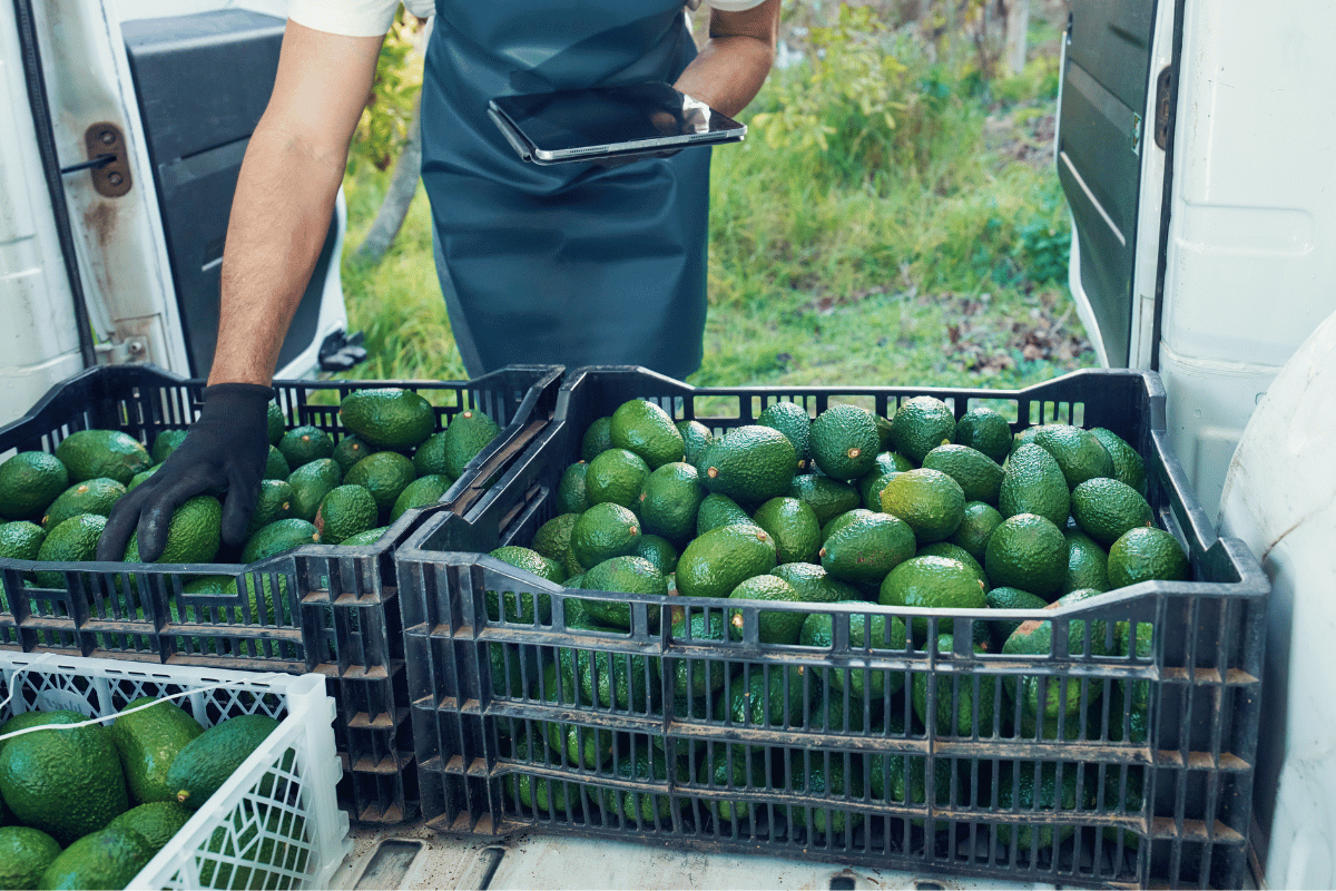 Mumbai avocado wholesale market pricing