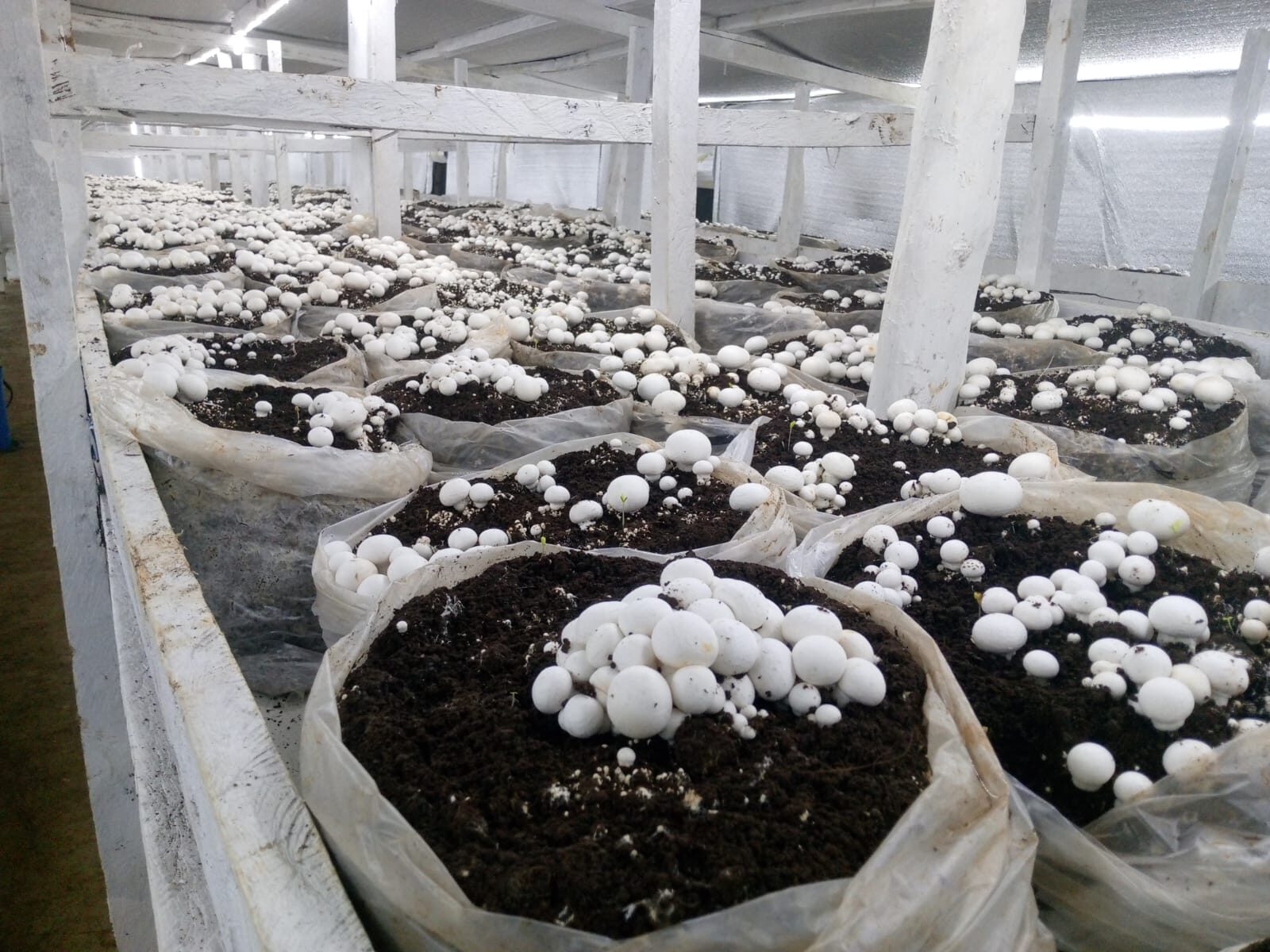Mushroom cultivation facility in Kenya showing commercial-scale production with vertical bag growing system and environmental controls