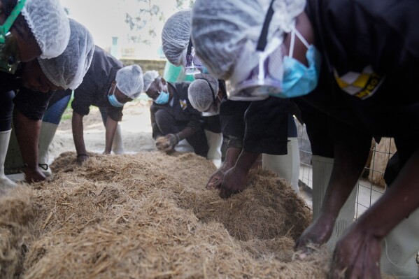 Mushroom farming Kenya substrate preparation showing farmer pasteurizing agricultural waste for oyster cultivation