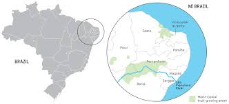 Northeastern Brazil mango growing regions map Pernambuco Bahia Sergipe commercial orchards irrigation systems peak harvest period zones