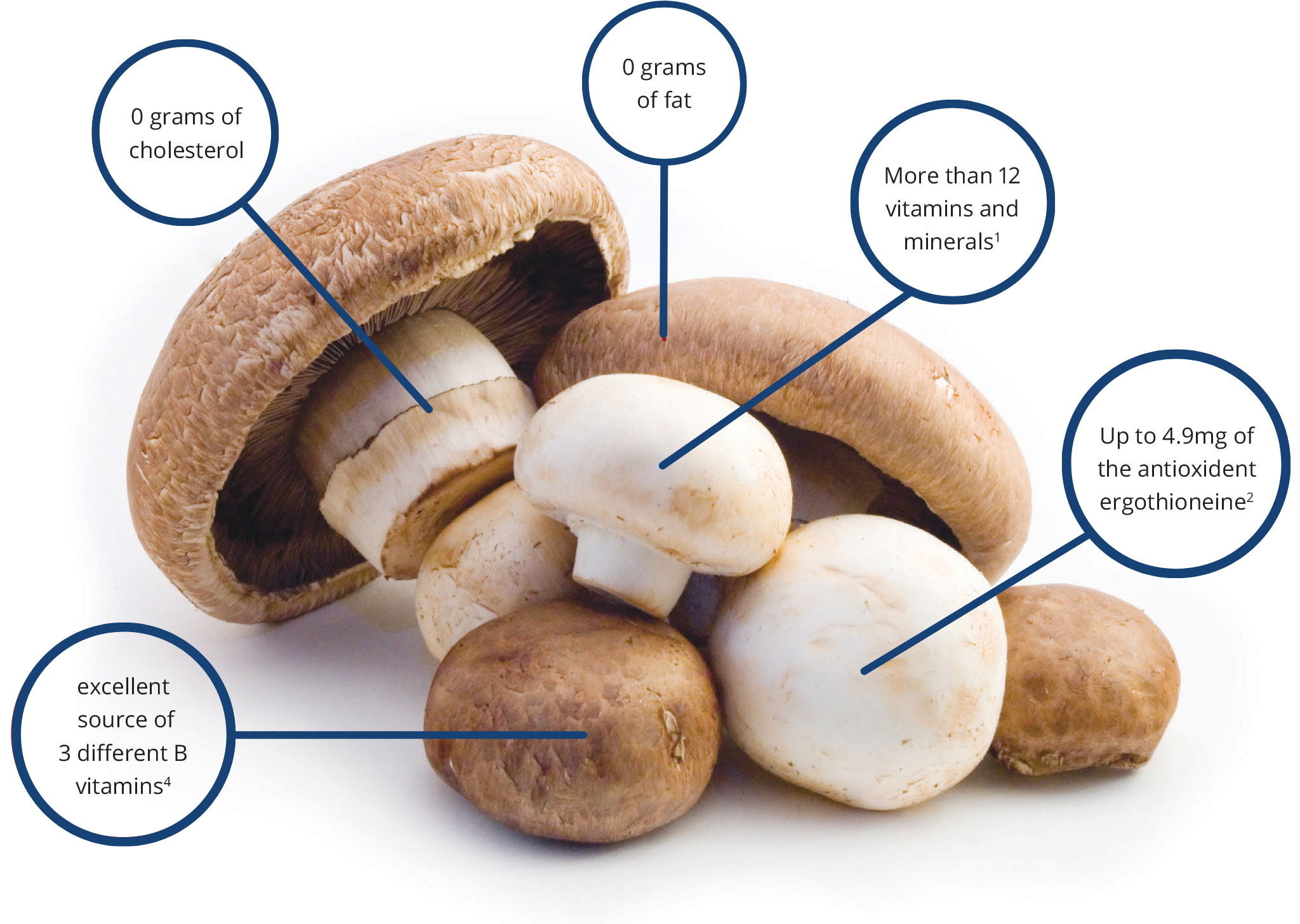 Nutritional benefits of edible mushrooms Kenya showing high protein vitamin content and health properties