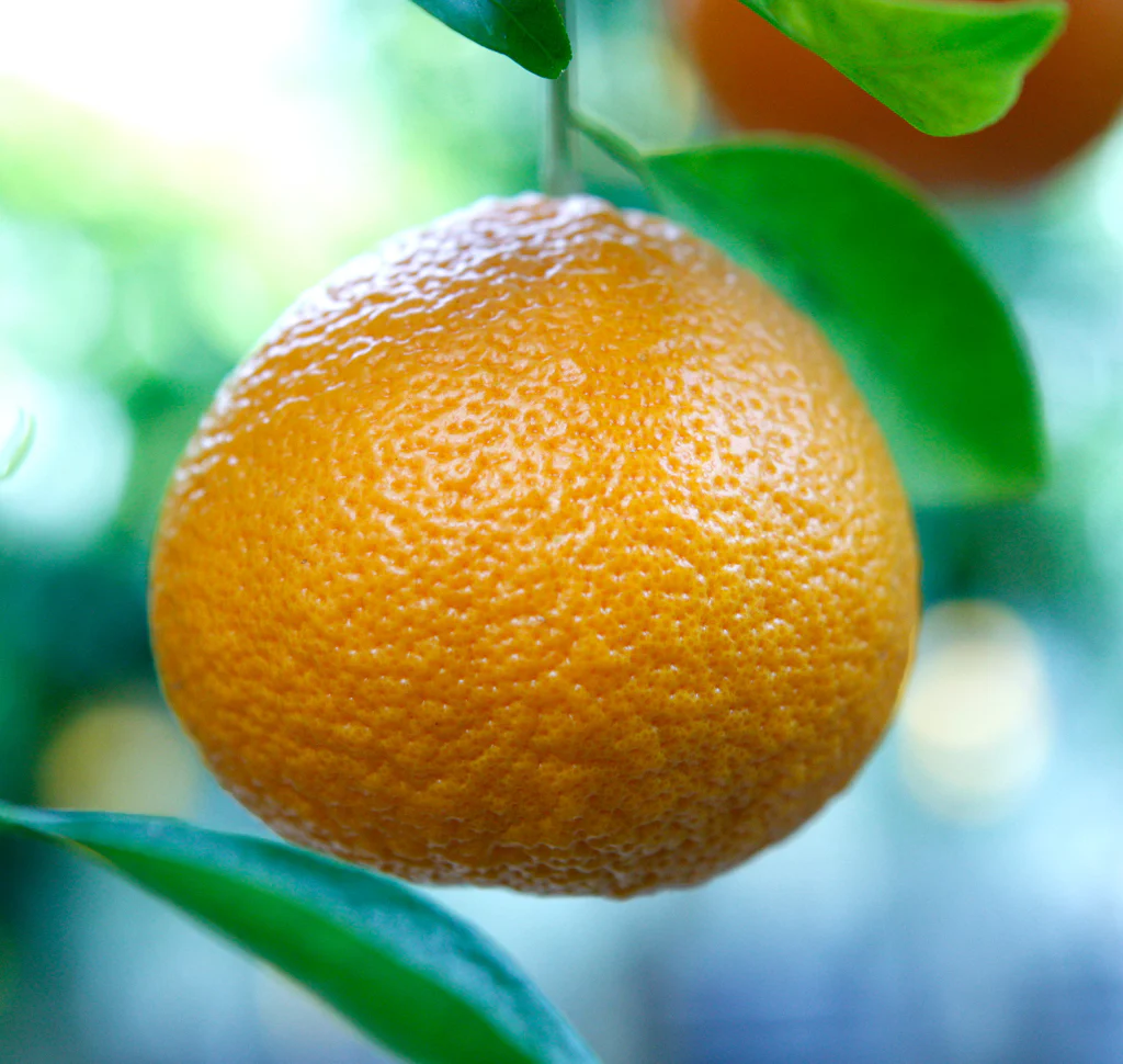 Ortanique tangors showing distinctive flattened shape and dark orange pebbled rind characteristic of this unique Jamaican orange-tangerine hybrid