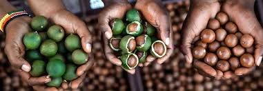 Premium macadamia nuts harvest showcasing golden brown kernels freshly picked from Kenya's volcanic soil regions where optimal altitude and tropical climate produce superior quality nuts with exceptional kernel recovery rates